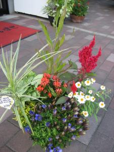 けいとう✿｜「フローリストつたや」　（兵庫県姫路市の花キューピット加盟店 花屋）のブログ