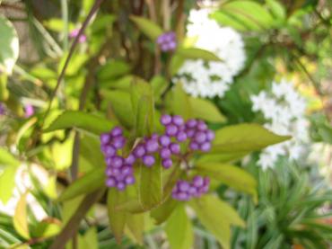 紫式部✿｜「フローリストつたや」　（兵庫県姫路市の花キューピット加盟店 花屋）のブログ