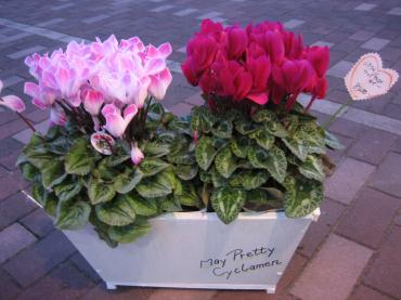 シクラメン✿｜「フローリストつたや」　（兵庫県姫路市の花キューピット加盟店 花屋）のブログ