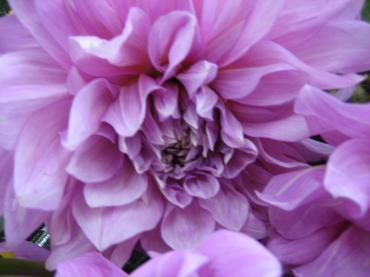でっかい✿ダリア✿｜「フローリストつたや」　（兵庫県姫路市の花キューピット加盟店 花屋）のブログ