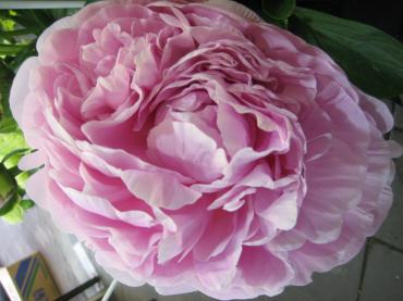 芍薬✿｜「フローリストつたや」　（兵庫県姫路市の花キューピット加盟店 花屋）のブログ