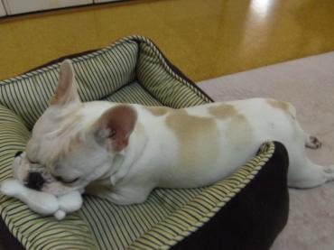 散歩に興味ない犬!!❂ω❂｜「フローリストつたや」　（兵庫県姫路市の花キューピット加盟店 花屋）のブログ