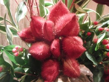 紅の木✿｜「フローリストつたや」　（兵庫県姫路市の花キューピット加盟店 花屋）のブログ