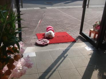 モンちゃんのnewｱｲﾃﾑ✪ω✪｜「フローリストつたや」　（兵庫県姫路市の花キューピット加盟店 花屋）のブログ