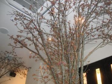さくら祭り❀｜「フローリストつたや」　（兵庫県姫路市の花キューピット加盟店 花屋）のブログ