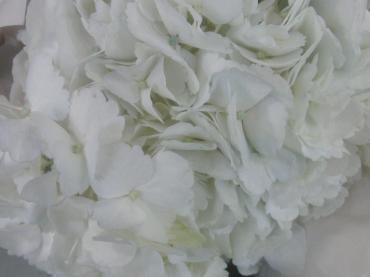 涼しげな脇役ｻﾝ達✿。✿｜「フローリストつたや」　（兵庫県姫路市の花キューピット加盟店 花屋）のブログ