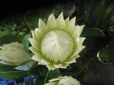 夏の花✿｜「フローリストつたや」　（兵庫県姫路市の花キューピット加盟店 花屋）のブログ