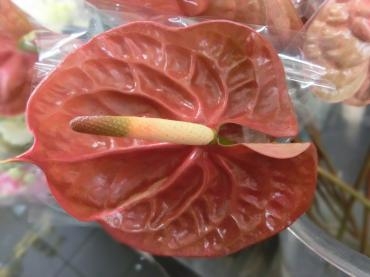 茶色の花✿｜「フローリストつたや」　（兵庫県姫路市の花キューピット加盟店 花屋）のブログ