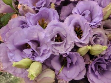 紫色の花✿。✿♫｜「フローリストつたや」　（兵庫県姫路市の花キューピット加盟店 花屋）のブログ