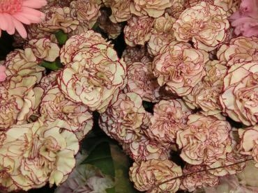 マロン✿。✿｜「フローリストつたや」　（兵庫県姫路市の花キューピット加盟店 花屋）のブログ