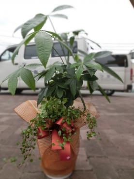 観葉植物の✿寄せ植え✿｜「フローリストつたや」　（兵庫県姫路市の花キューピット加盟店 花屋）のブログ