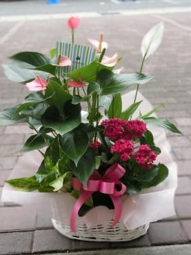 鉢物の✿詰め合わせ✿｜「フローリストつたや」　（兵庫県姫路市の花キューピット加盟店 花屋）のブログ