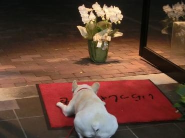 御供え✿アマビリス✿｜「フローリストつたや」　（兵庫県姫路市の花キューピット加盟店 花屋）のブログ
