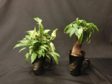 ちょっとした観葉植物✿｜「フローリストつたや」　（兵庫県姫路市の花キューピット加盟店 花屋）のブログ