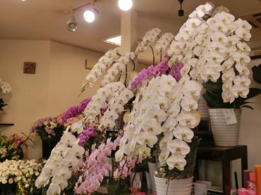 胡蝶蘭の贈答品｜「フローリストつたや」　（兵庫県姫路市の花キューピット加盟店 花屋）のブログ
