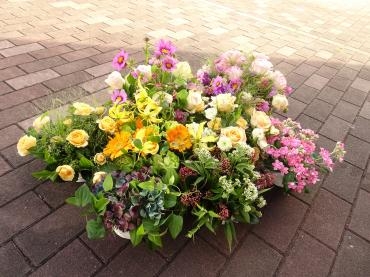 久しぶりのコスモス✿｜「フローリストつたや」　（兵庫県姫路市の花キューピット加盟店 花屋）のブログ